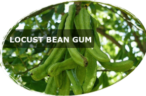bean-gum-botom