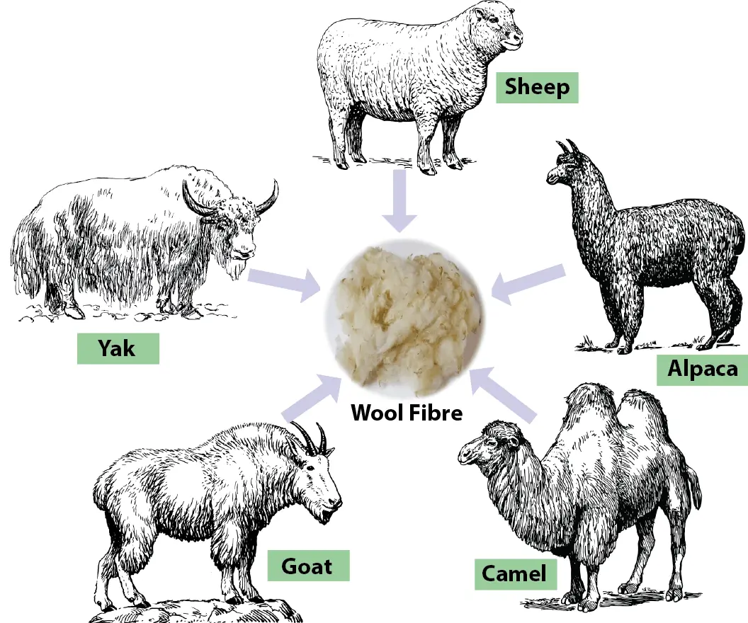 Wool Fibre | Manufacturing Process of Wool Fibre | Part 02 | Textile Study  Center