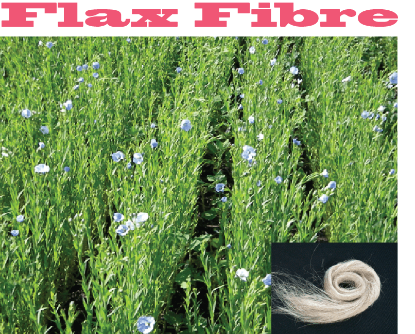 Flax Fiber: A Brief Discussion | Flax Fibre Cultivation | Flax Fibre Cultivation Process | Flax Fibre Cultivating Countries