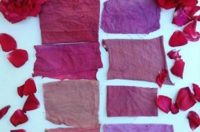 Fabric colouring with rose petals